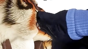 Wolf gives tiger an anciently christmas authentic - wildlife